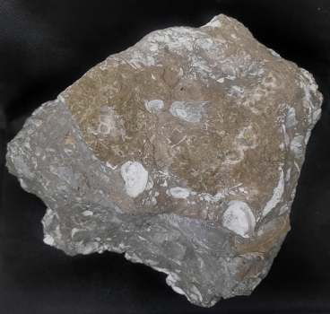 Fossilienkalk